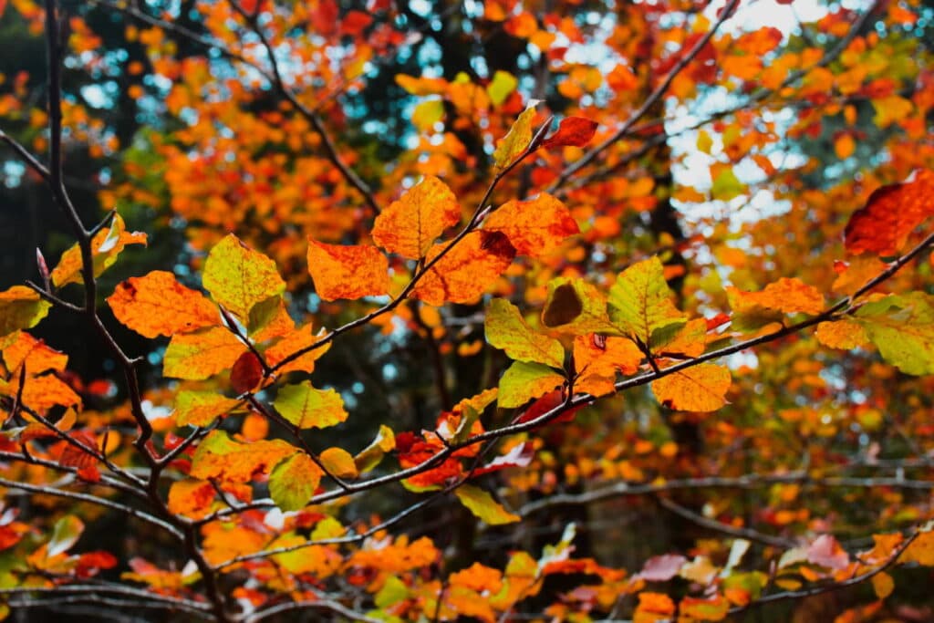 Symbolbild herbstlicher Wald für die Angst vor der Veränderung